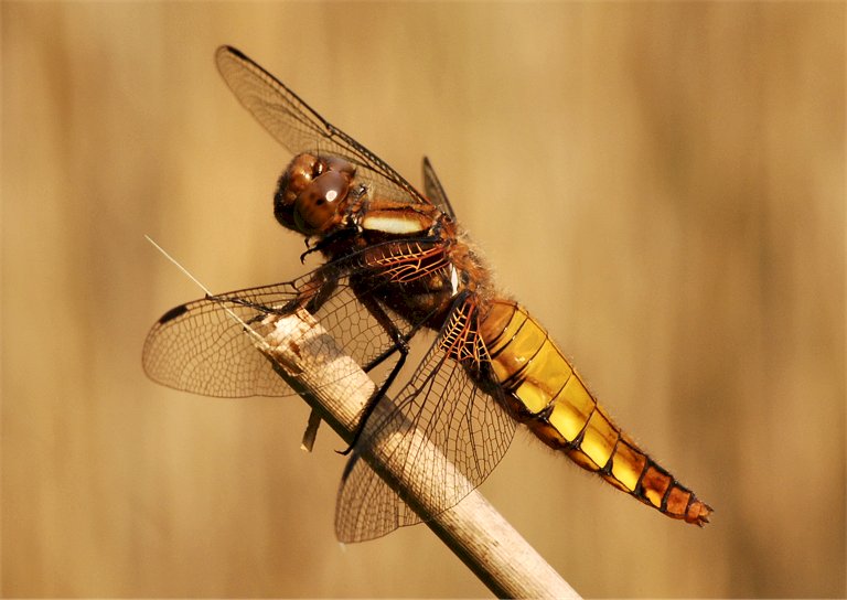 Libellula depressa (Odonata, Libellulidae)